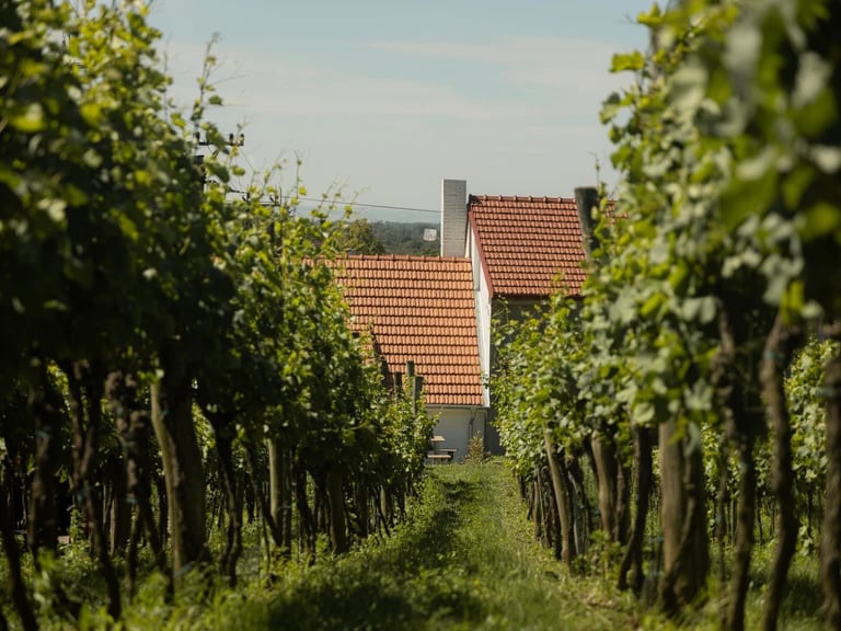 Novinkou v nabídce je vinařský apartmán Ve Vinici v Drnholci