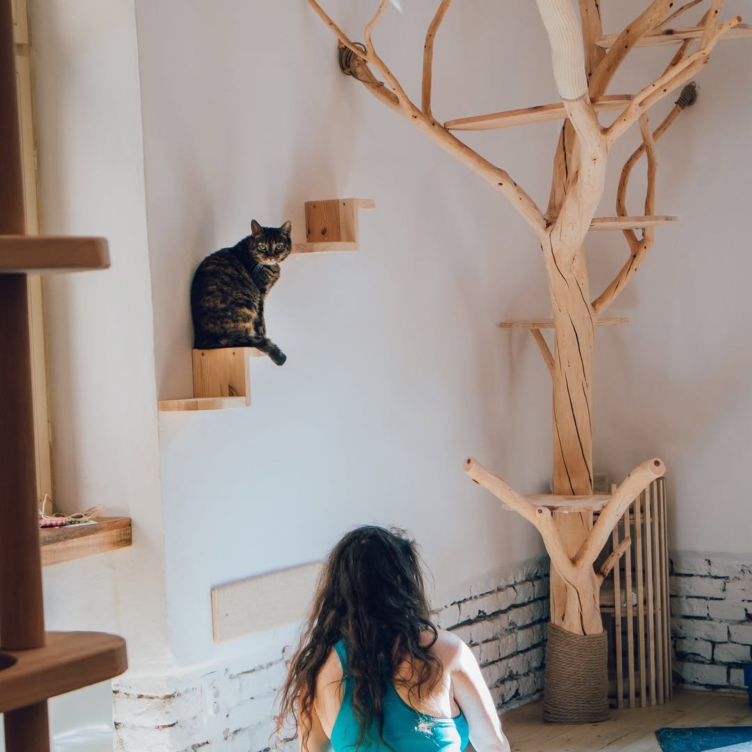 Kočičky mají v prostorách kavárny nainstalované nejrůznější prolézačky