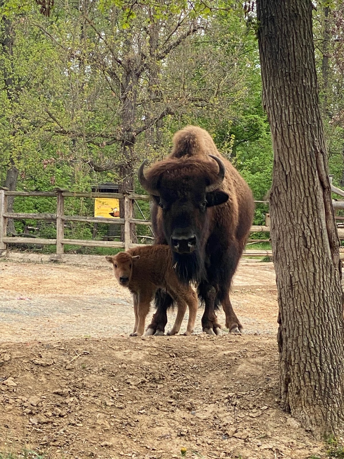 Největší rozruch momentálně panuje u výběhu bizonů amerických, kde se narodila dvě nová mláďata
