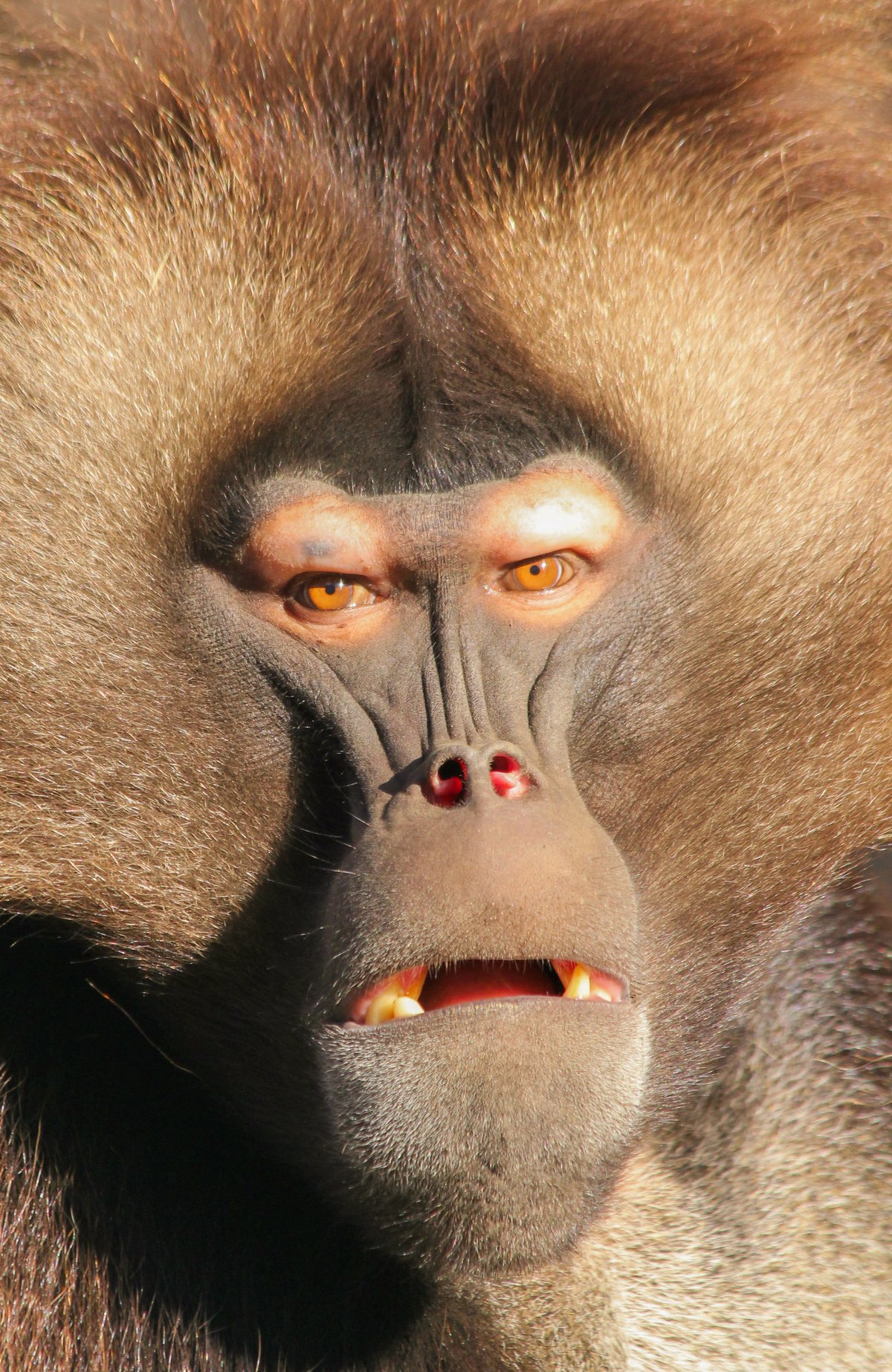 Dželady jsou známé svým složitým sociálním chováním