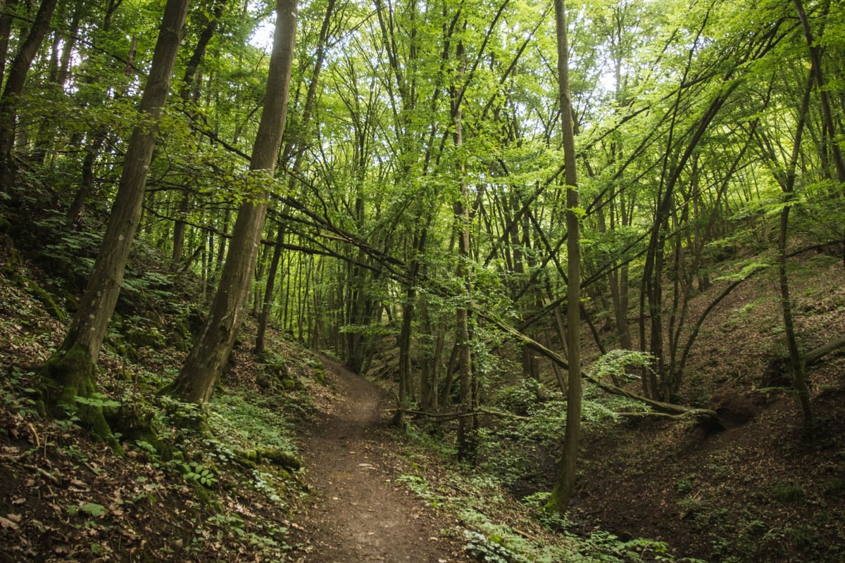 Na konci údolí se nachází lesní traily a turistické cesty.