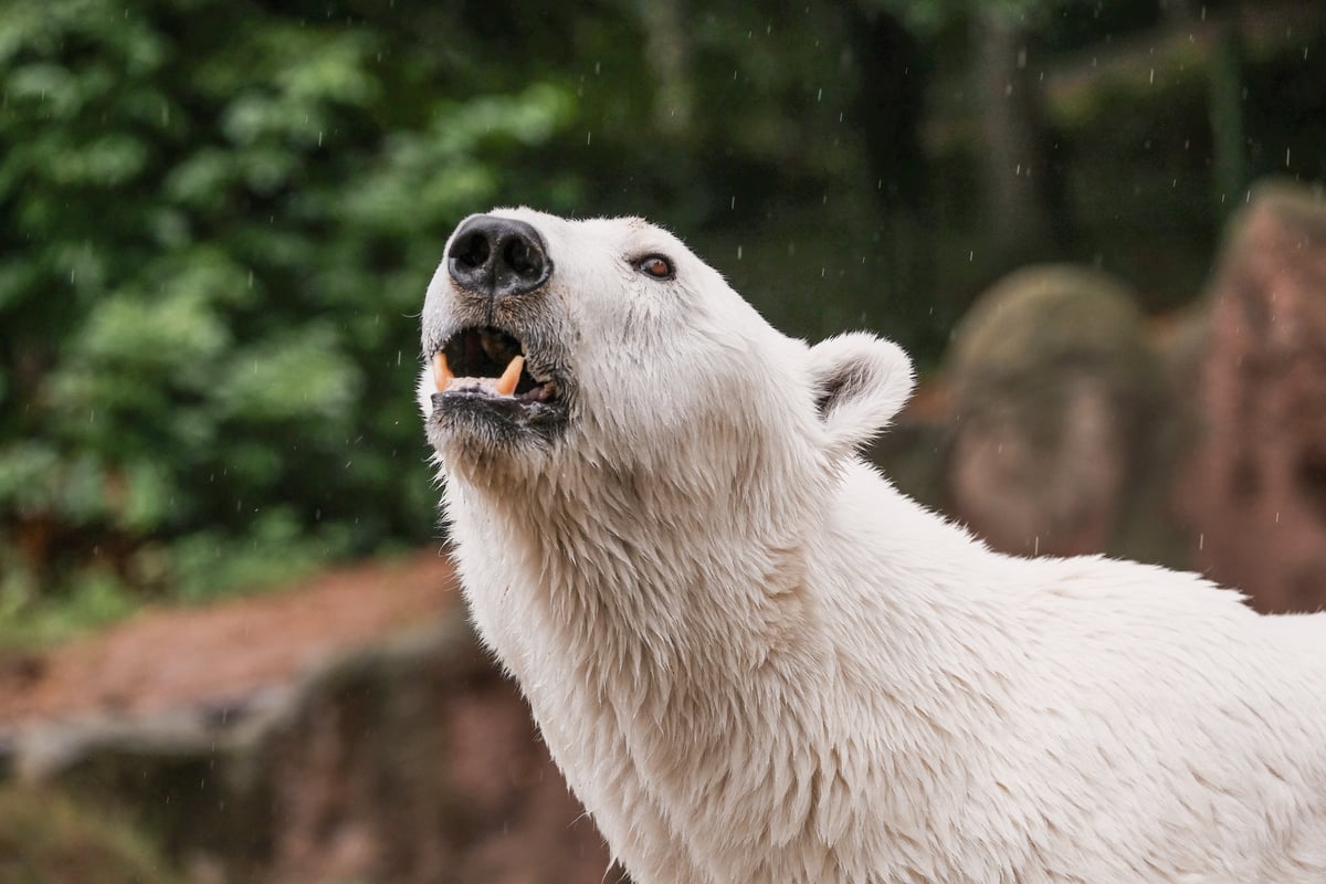 Ikona brněnské zoo se po měsících vrací na dohled návštěvníků.