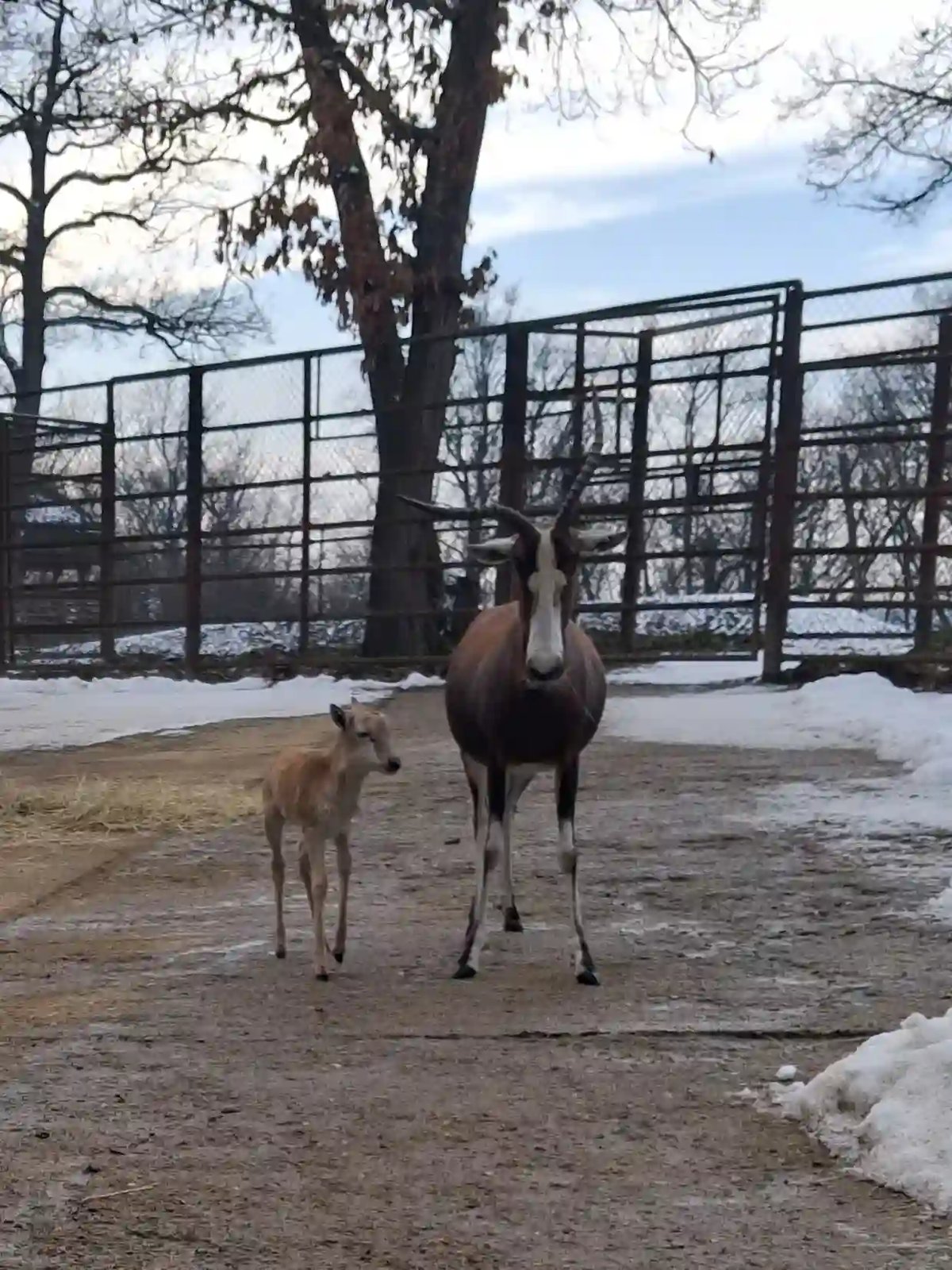 Dalším přírůstkem je mládě buvolce běločelého.