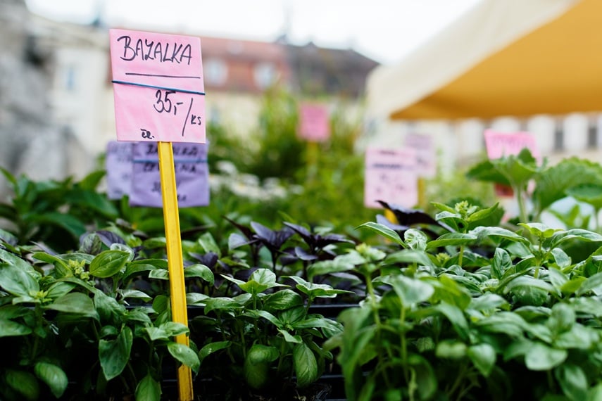 Trhy na Zelňáku.