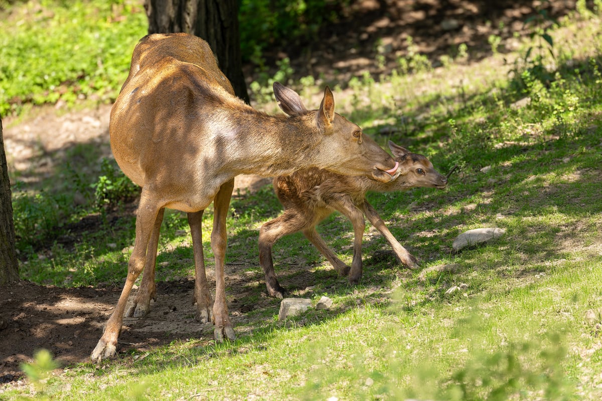 V minulém roce přibylo v Zoo Brno hned několik nových mláďat.