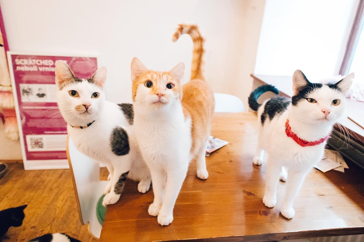 Návštěva Pelíšku vám vykouzlí úsměv na tváři