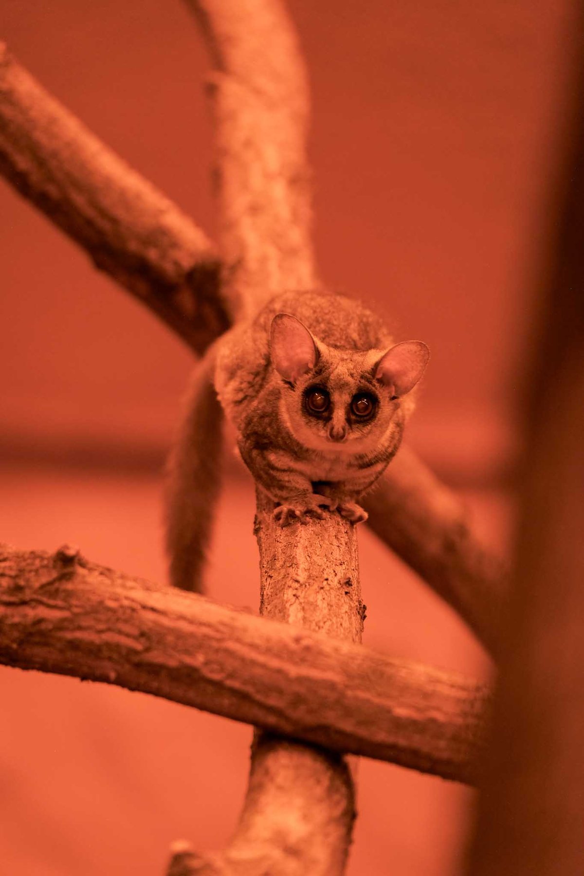 Africká vesnice se rozrostla o dvě zcela nové expozice.