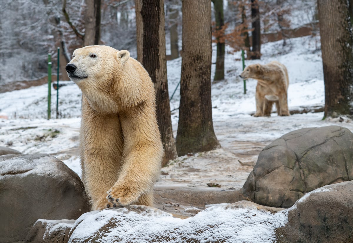V Zoo Brno mohou návštěvníci pozorovat tři samice – dlouholetou brněnskou ikonu Coru a sestry Annu a Elsu.