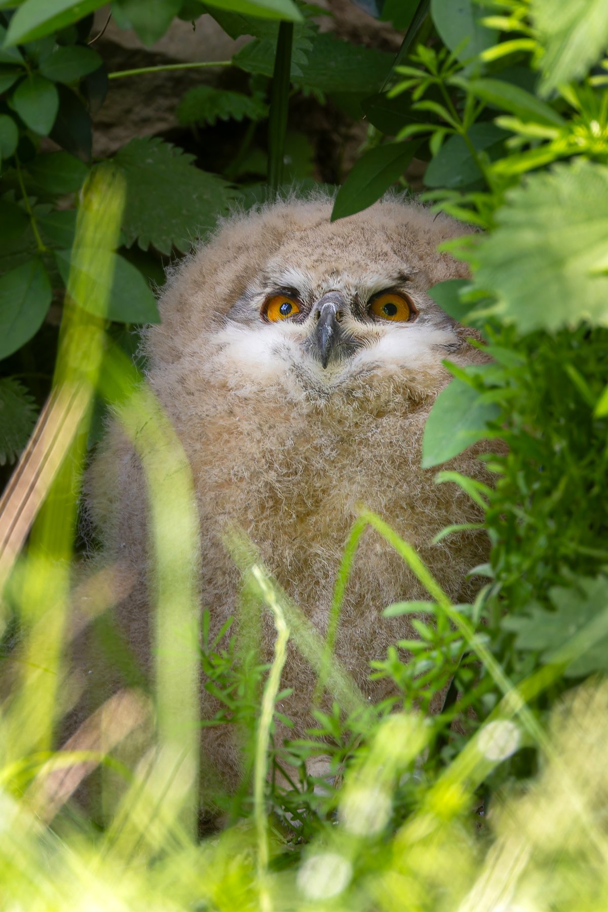 Nové přírůstky v Zoo Brno.