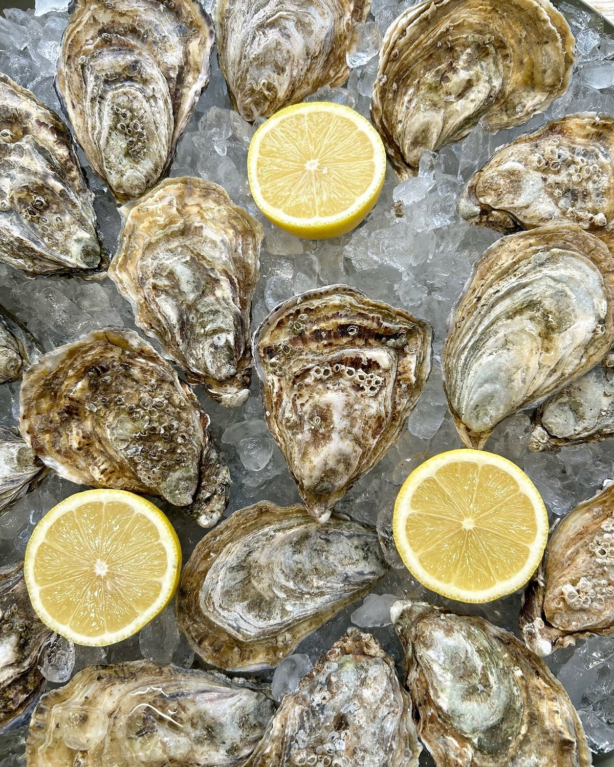 Ústřicový den si nesmíte nechat ujít