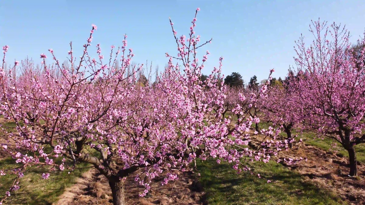 Sady Starý Lískovec 