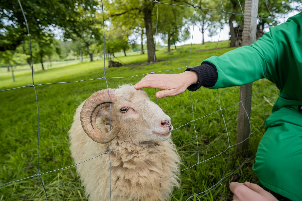 Ovečky a poklidné výhledy na krajinu jsou přirozenou součástí ubytování. 
