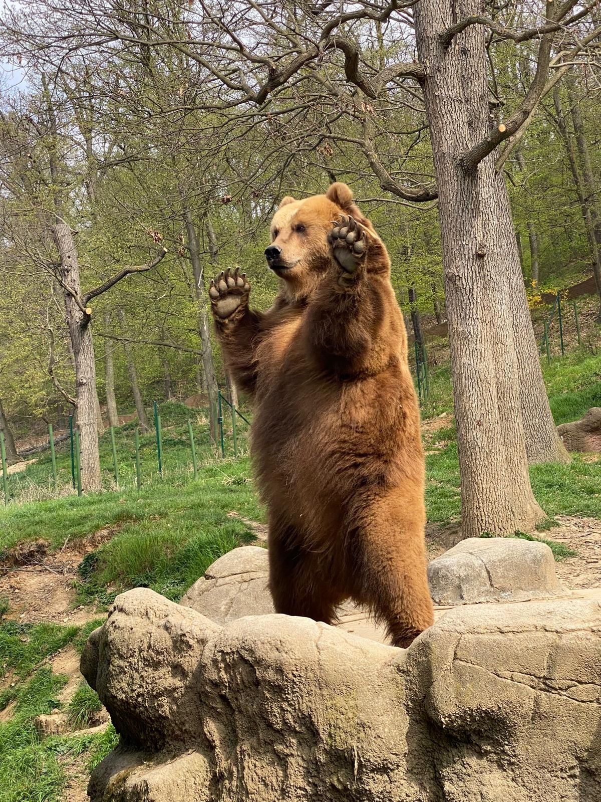 Medvědice Irina se předvádí před návštěvníky zoo