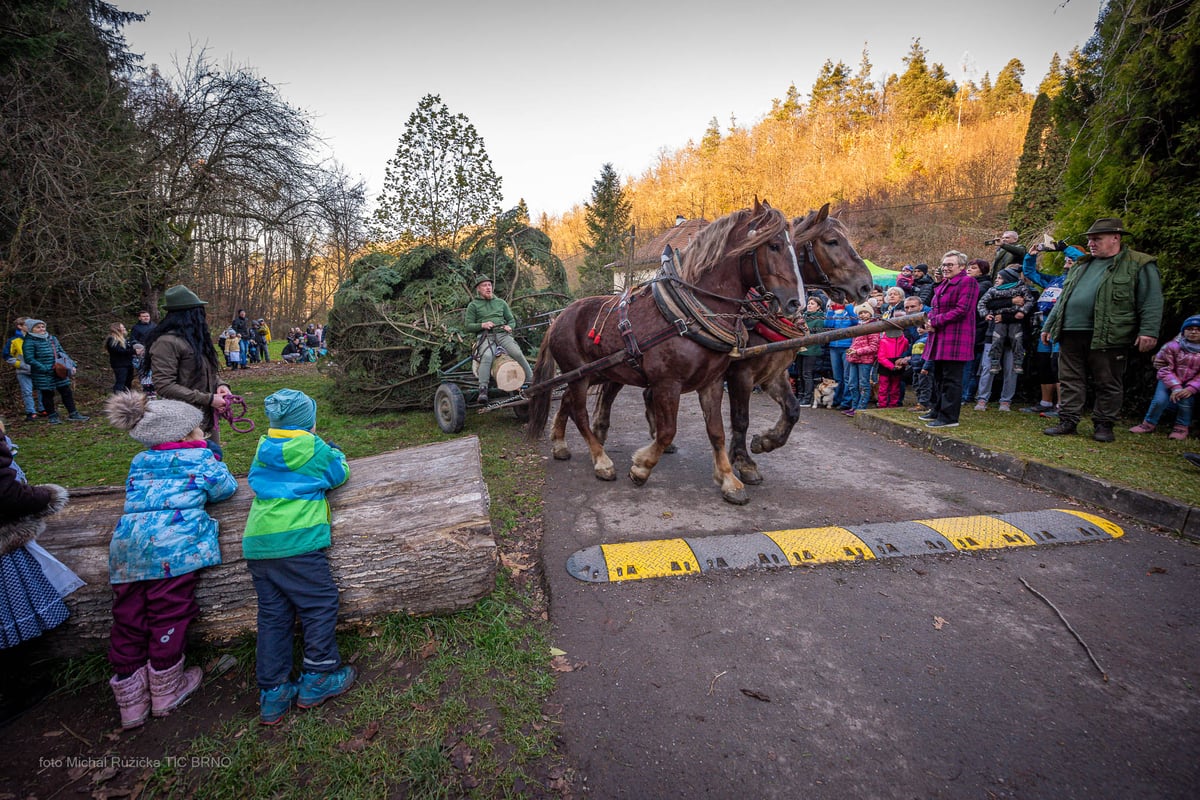 Převoz stromu z Bílovic
