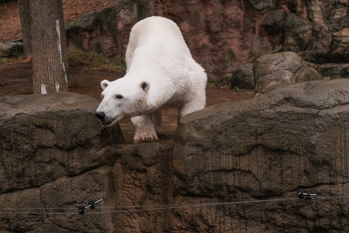 Výběh byl navržen tak, aby udržel medvědy v kondici.