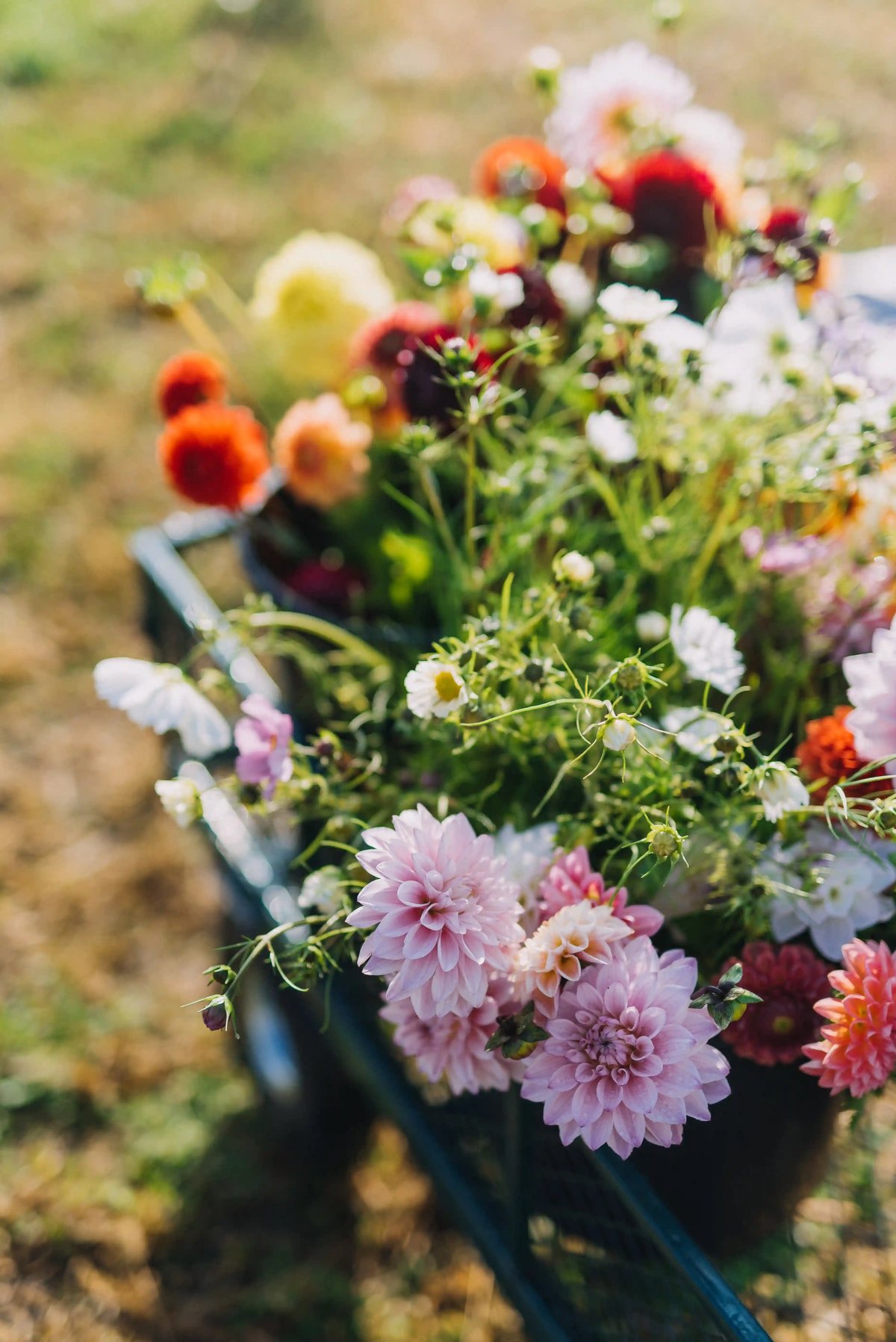 Zahradní kvítí Brno