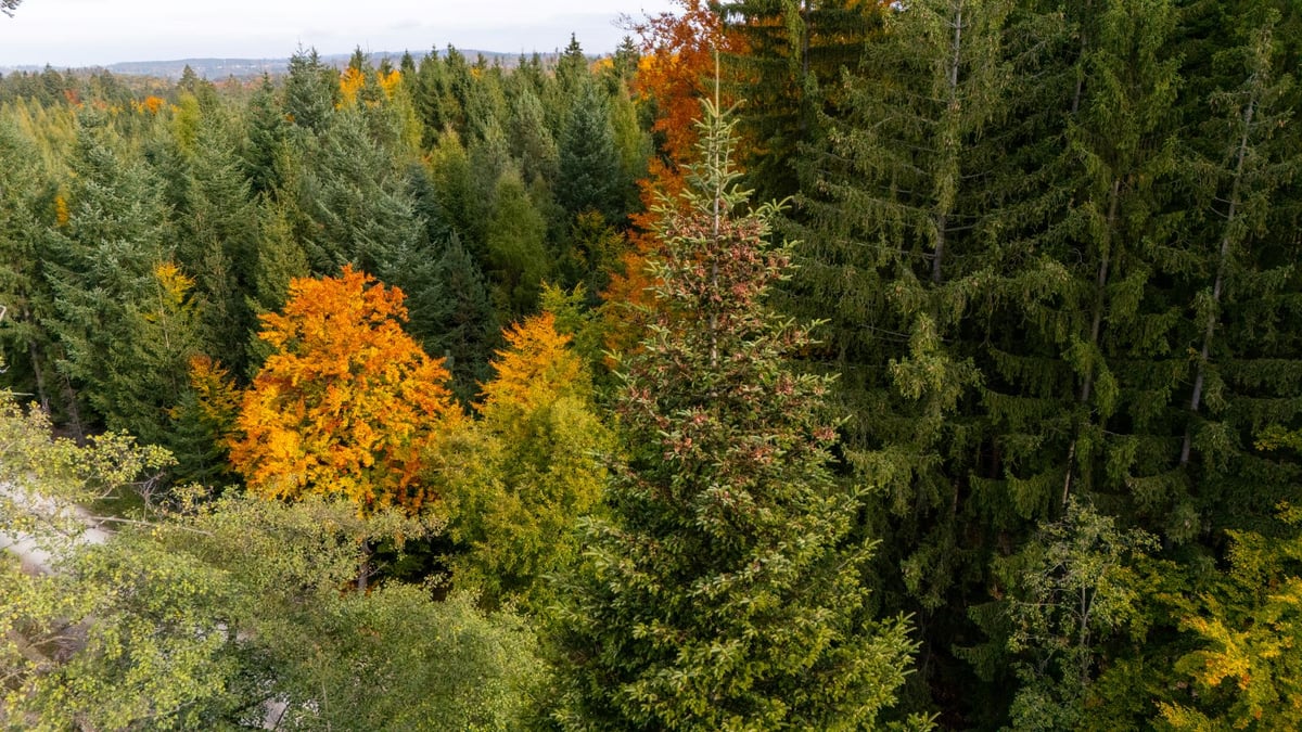 Letošní vánoční jedle