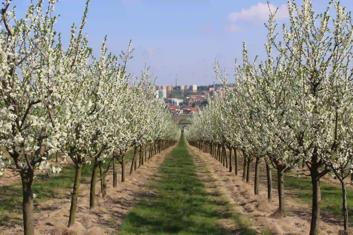 Sady Starý Lískovec 