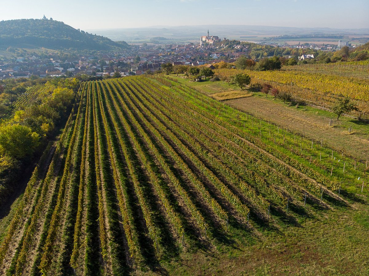 Příroda má při výrobě vína vždy poslední slovo.