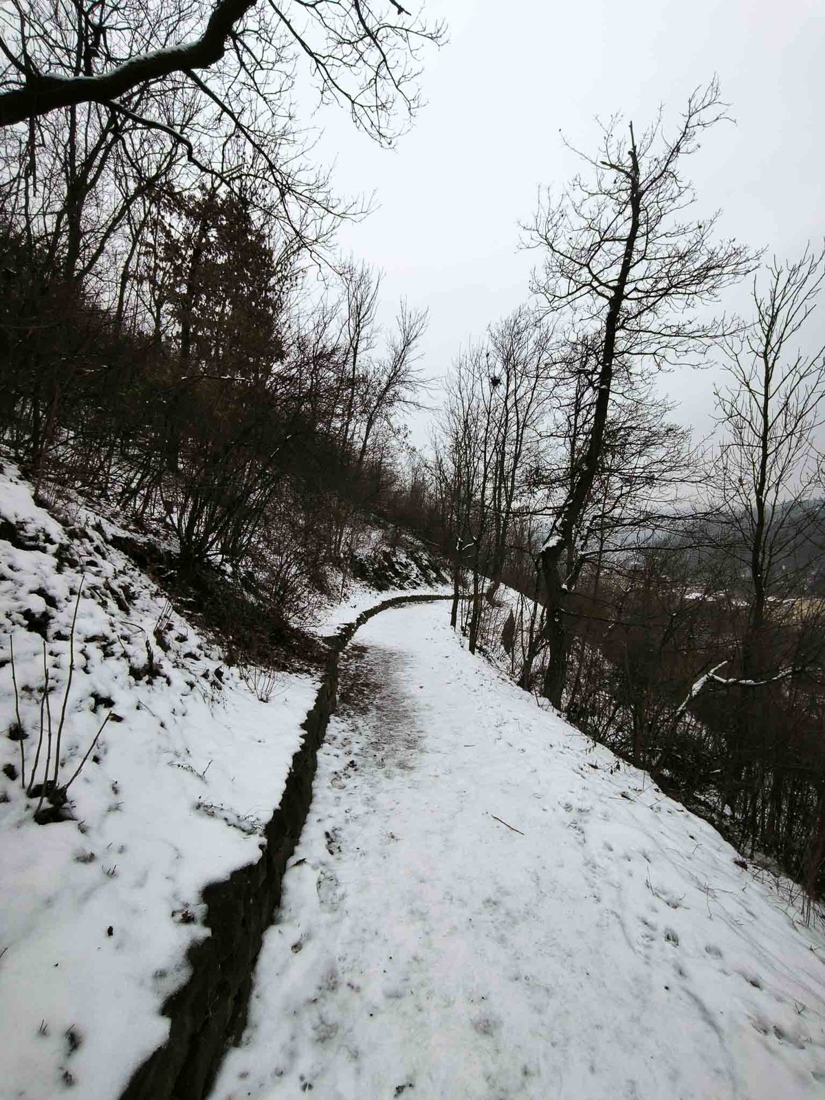 Ze strany Masarykovy čtvrti vedou do qb coffee roasters hned dvě malebné stezky Wilsonovým lesem.
