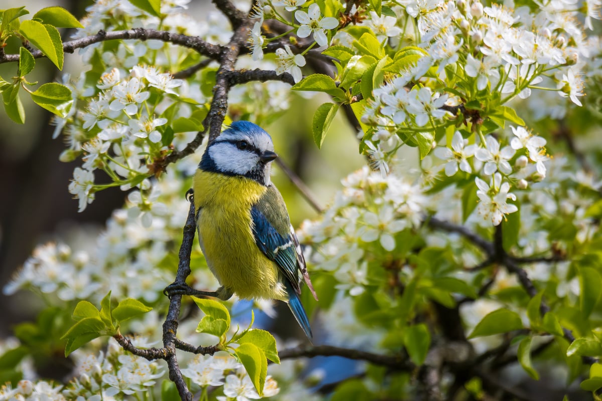 V minulém roce se v Brně podařilo během čtyř dnů provést 4 169 pozorování celkem 991 druhů