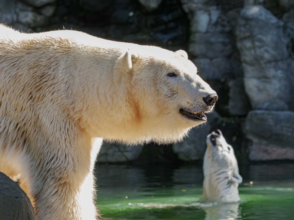 Jedním z největších taháků jsou bezesporu lední medvědice.