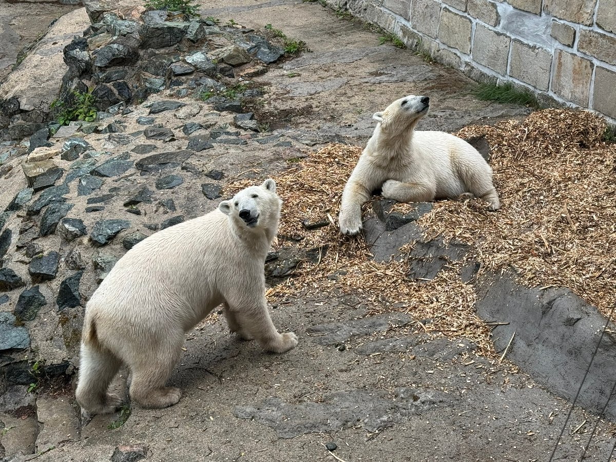 Nové medvědice obývají zrekonstruovaný a rozšířený výběh v dolní části zoo