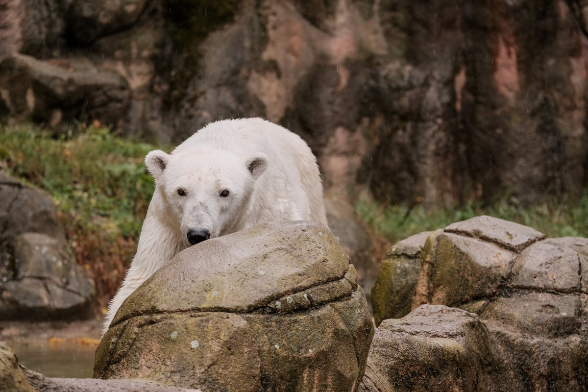 Návrat do centra pozornosti Coře očividně svědčí.