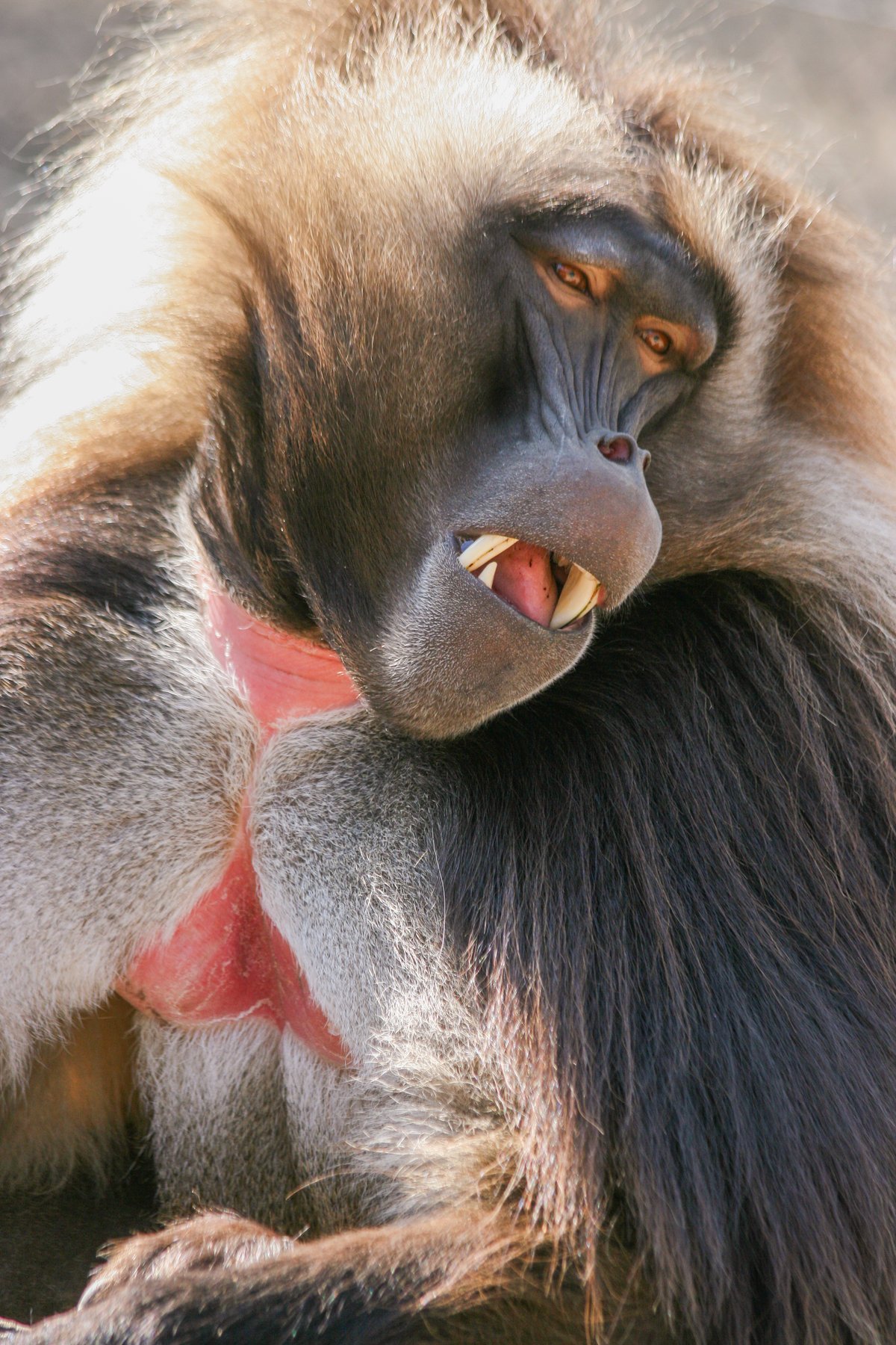 Přijďte se podívat na dželady do Zoo Brno