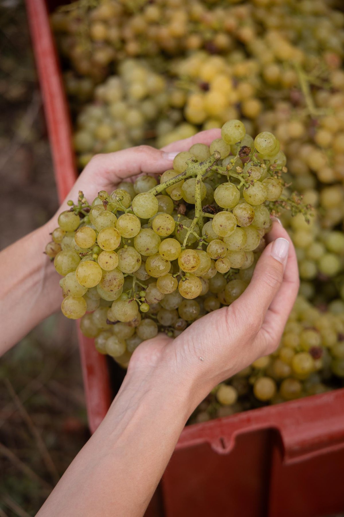 Sklizeň probíhá tradičně ručně, aby byla k hroznům šetrnější.