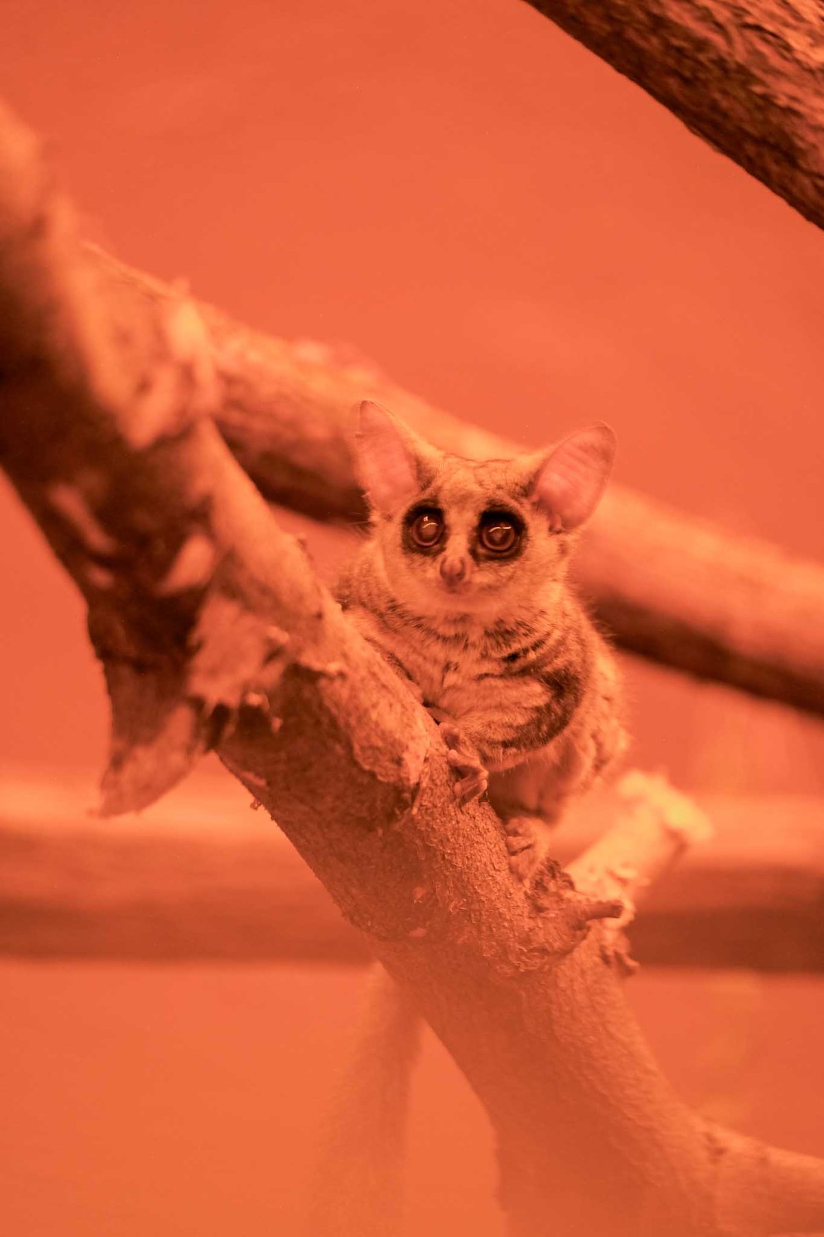 Africká vesnice se rozrostla o dvě zcela nové expozice.