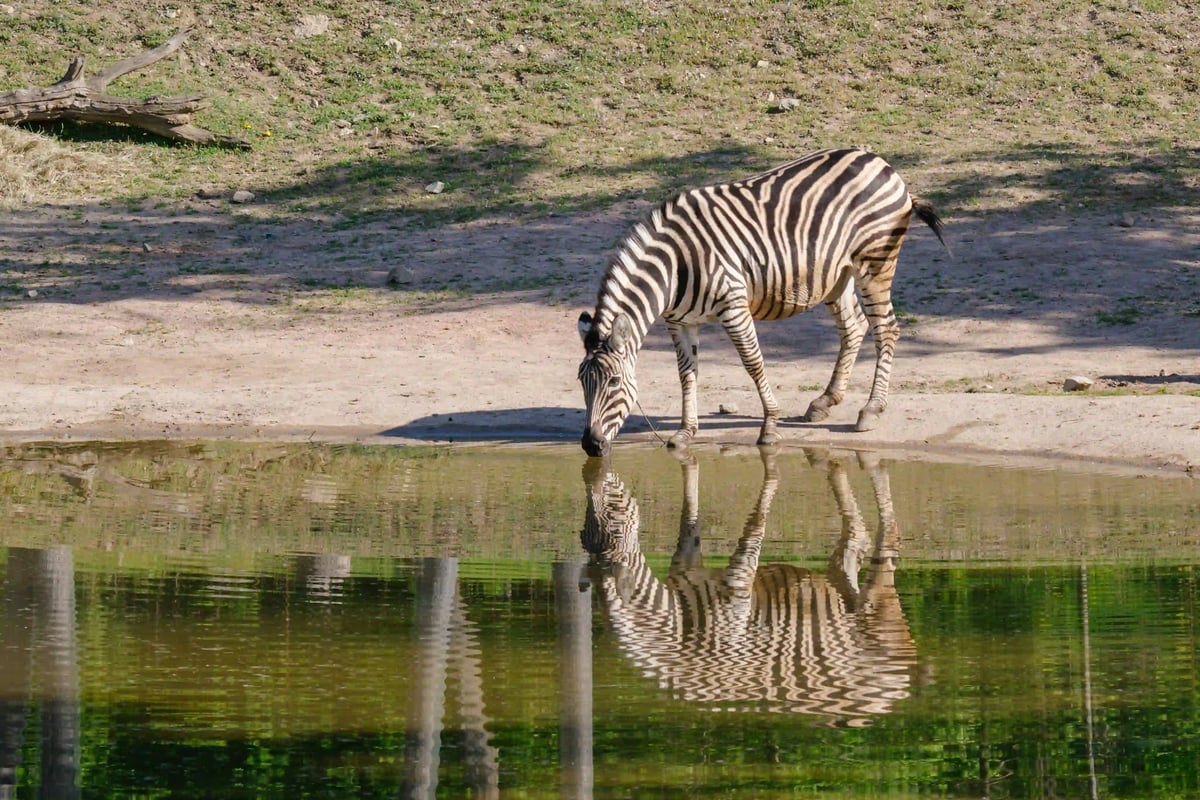 Africké napajedlo nabízí jedinečný pohled na soužití několika druhů afrických zvířat