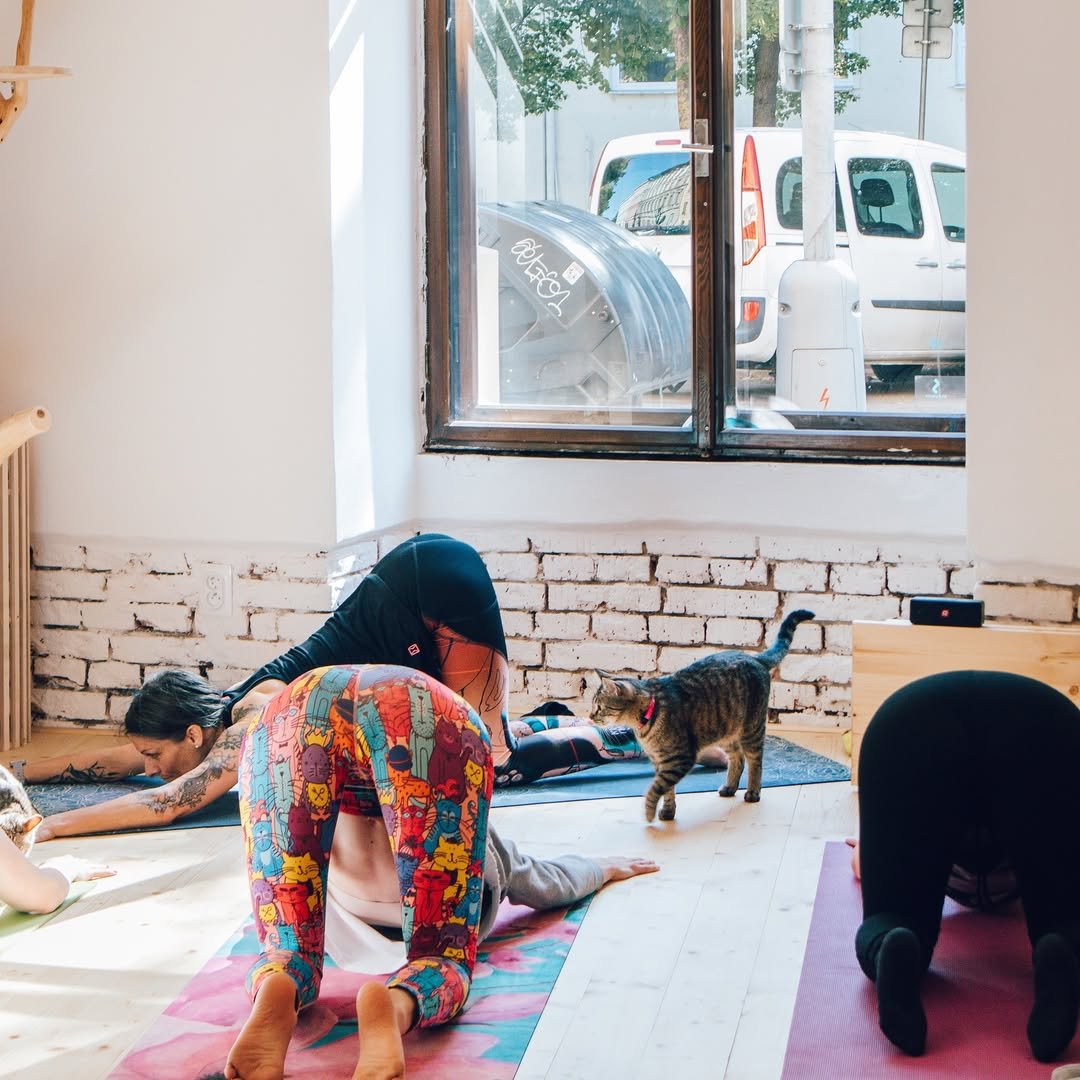Nově pořádají v Pelíšku také kočičí jógu