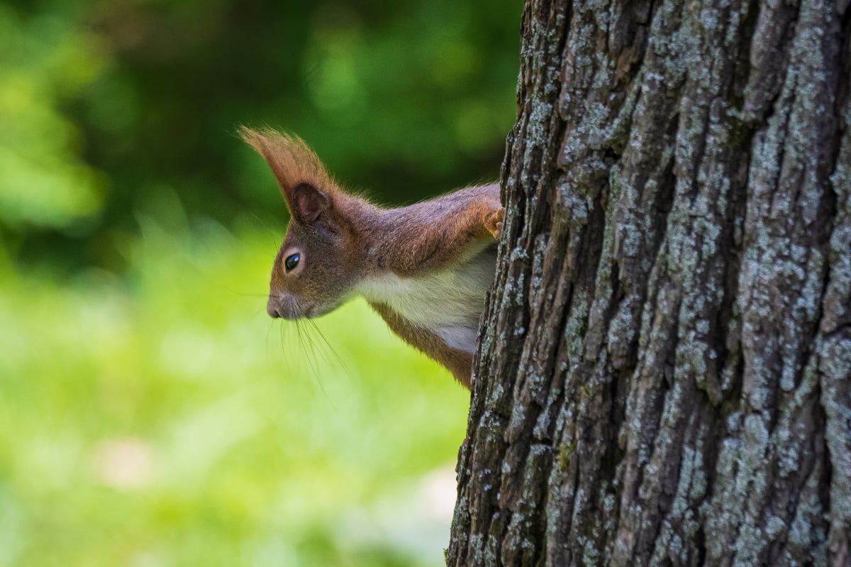 Přidejte se k výzkumníkům v teniskách a pomozte odhalit tajemství brněnské přírody