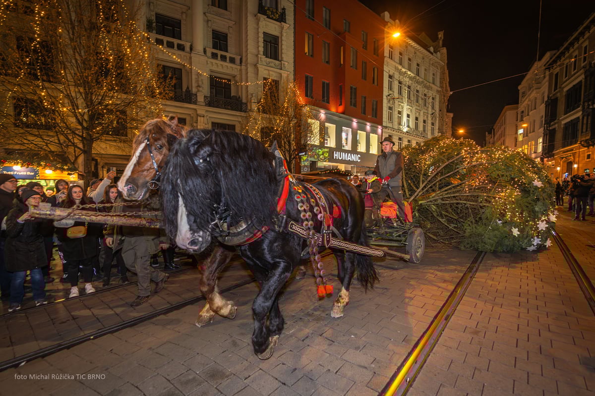 Příjezd jedle na Svoboďák
