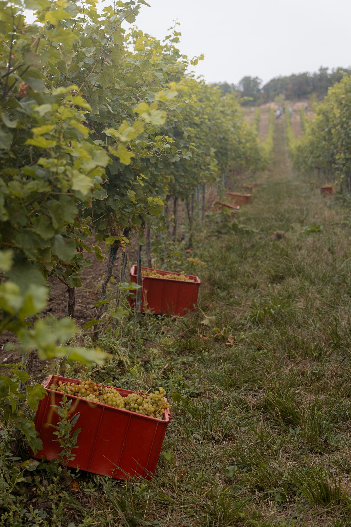 Ruční práce umožňuje pečlivě vybírat ty nejlepší hrozny.