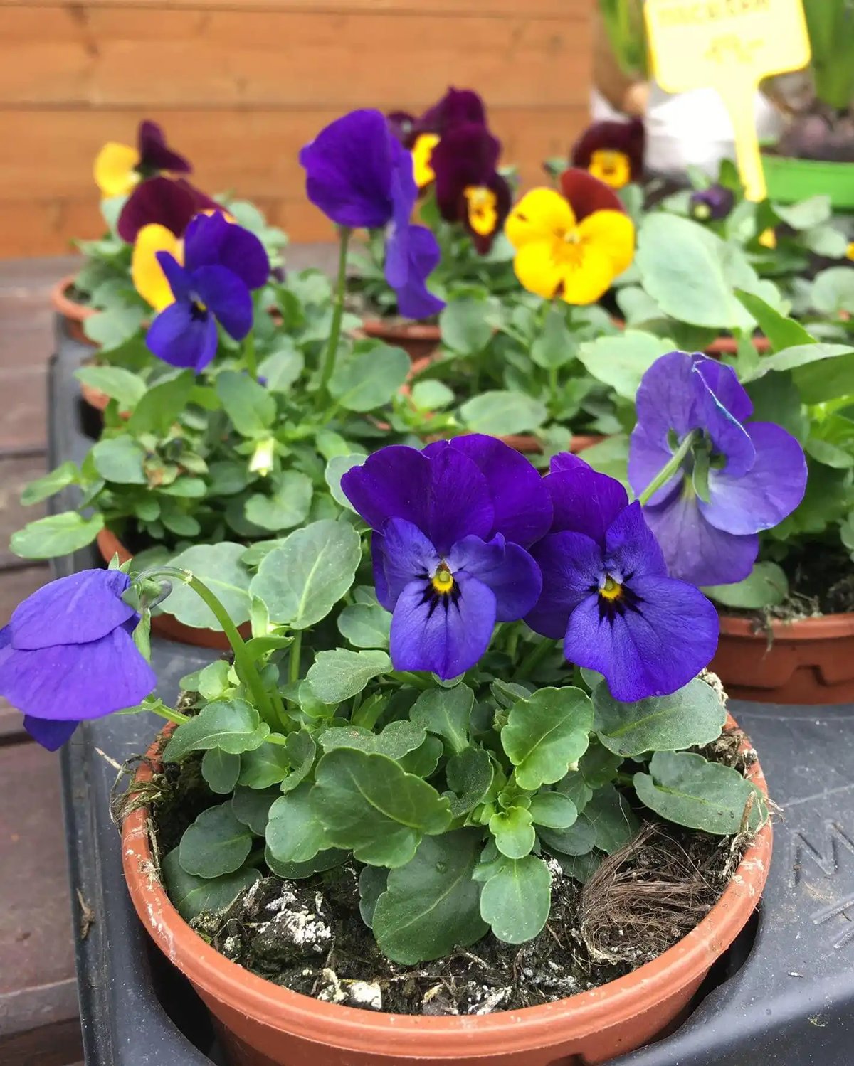 Zahradnictví Na Růžku