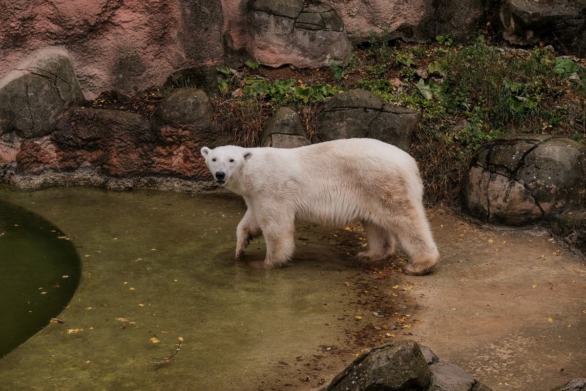 Nový vodní prvek poskytuje prostor pro přirozené chování a osvěžení.