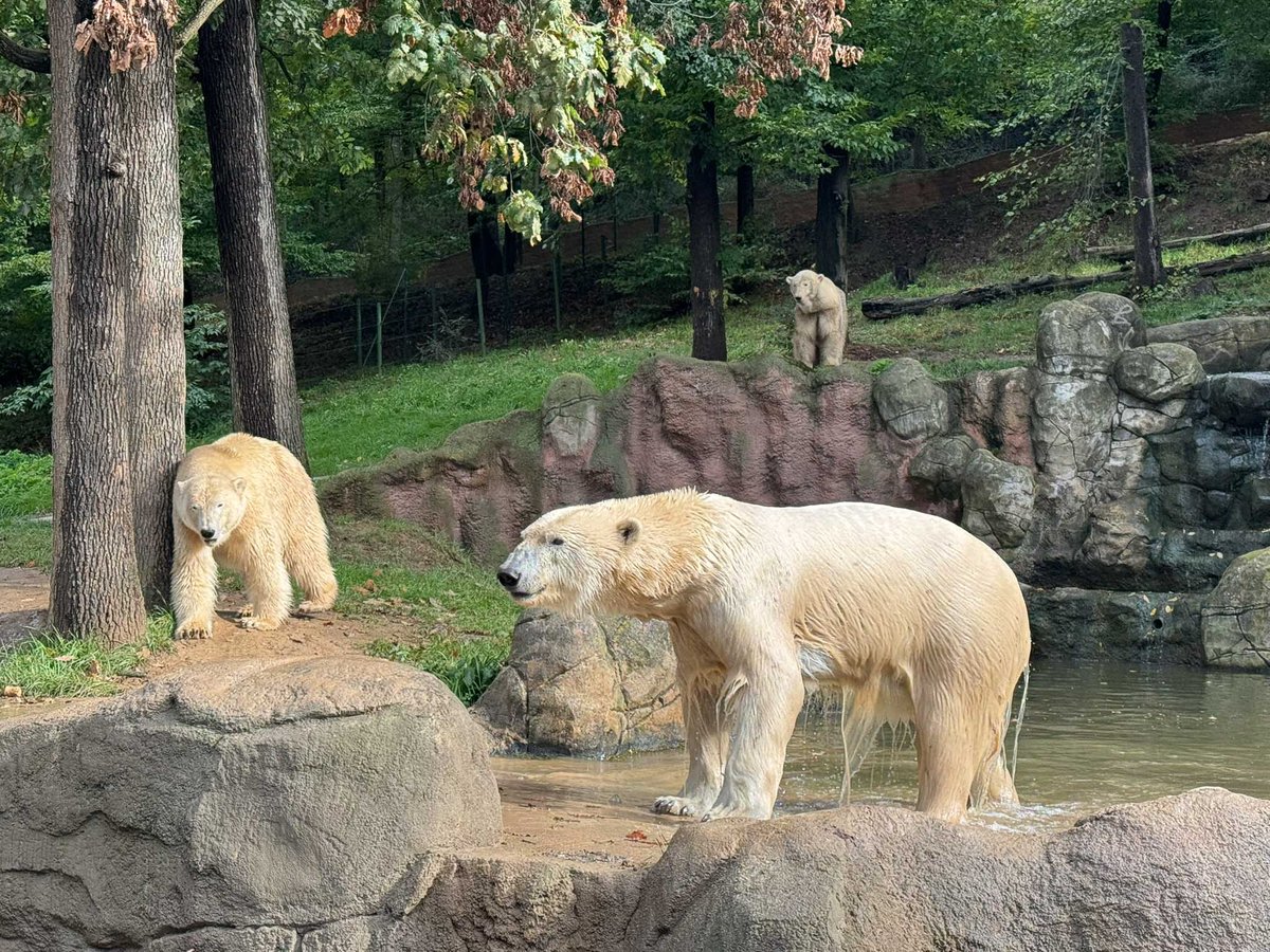 Přítomnost ledních medvědů v Zoo Brno je obrovskou událostí.