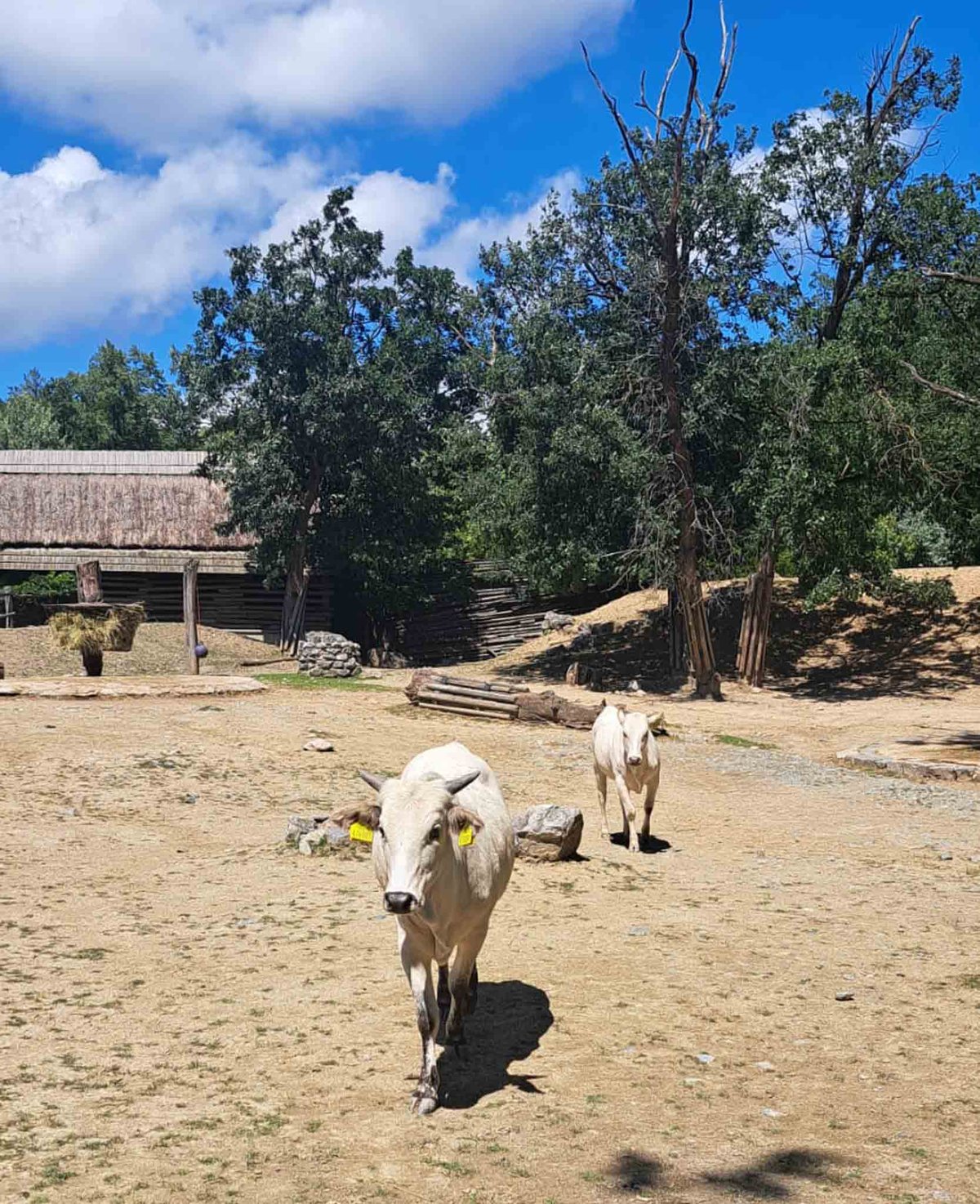 Do Zoo Brno dorazily dvě samice skotu zebu