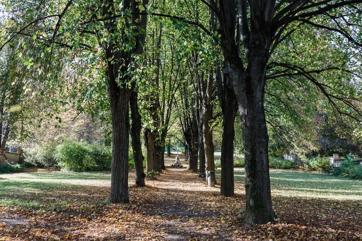 Alej a kříž na bývalém hřbitově v Bystrci