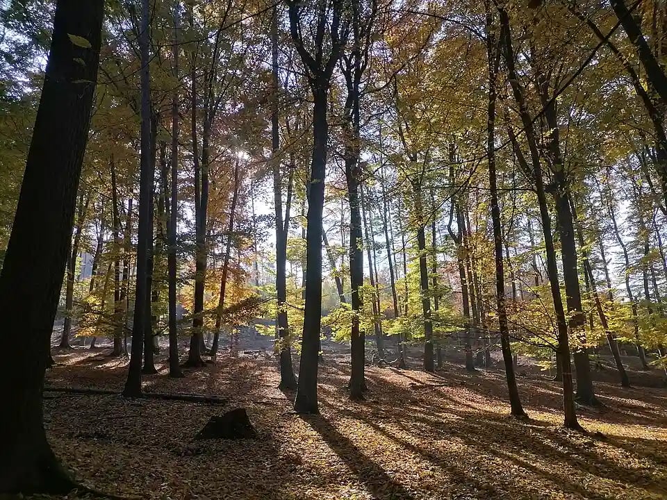 Holedná
