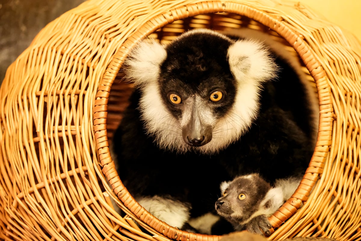 Mláďata lemurů vari černobílých