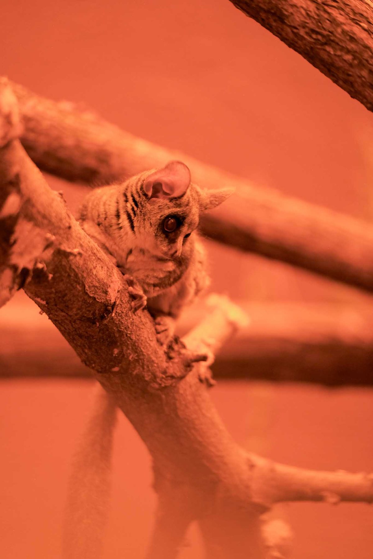 V nočním Limpopu mohou návštěvníci nahlédnout do života komb.