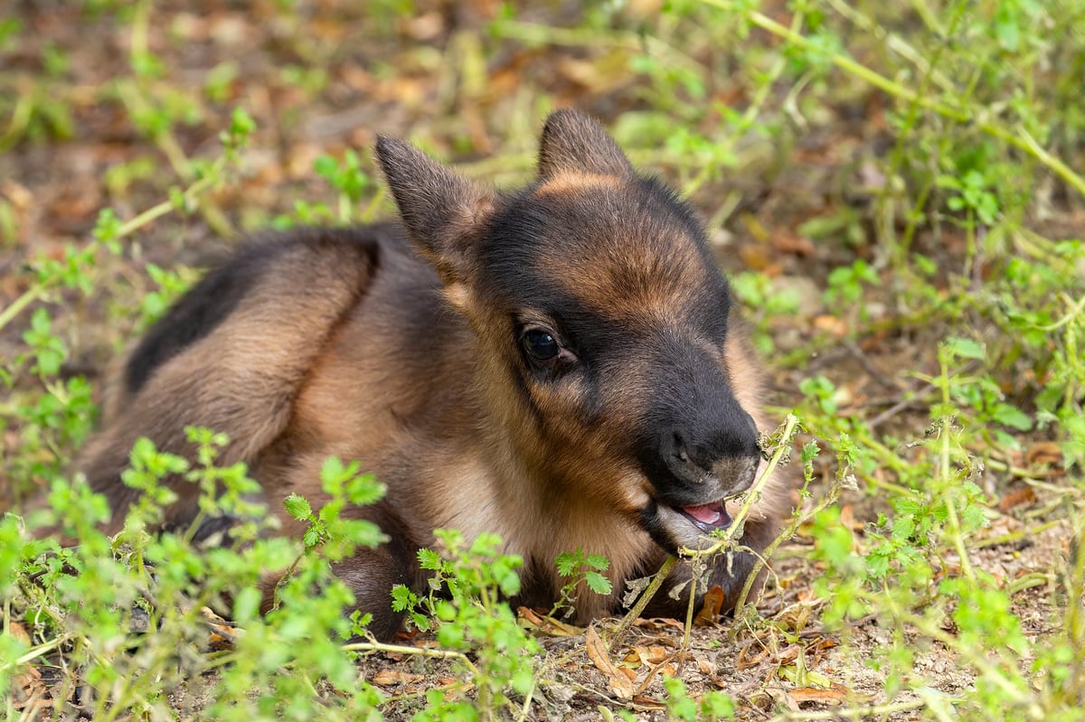 V minulém roce přibylo v Zoo Brno hned několik nových mláďat.