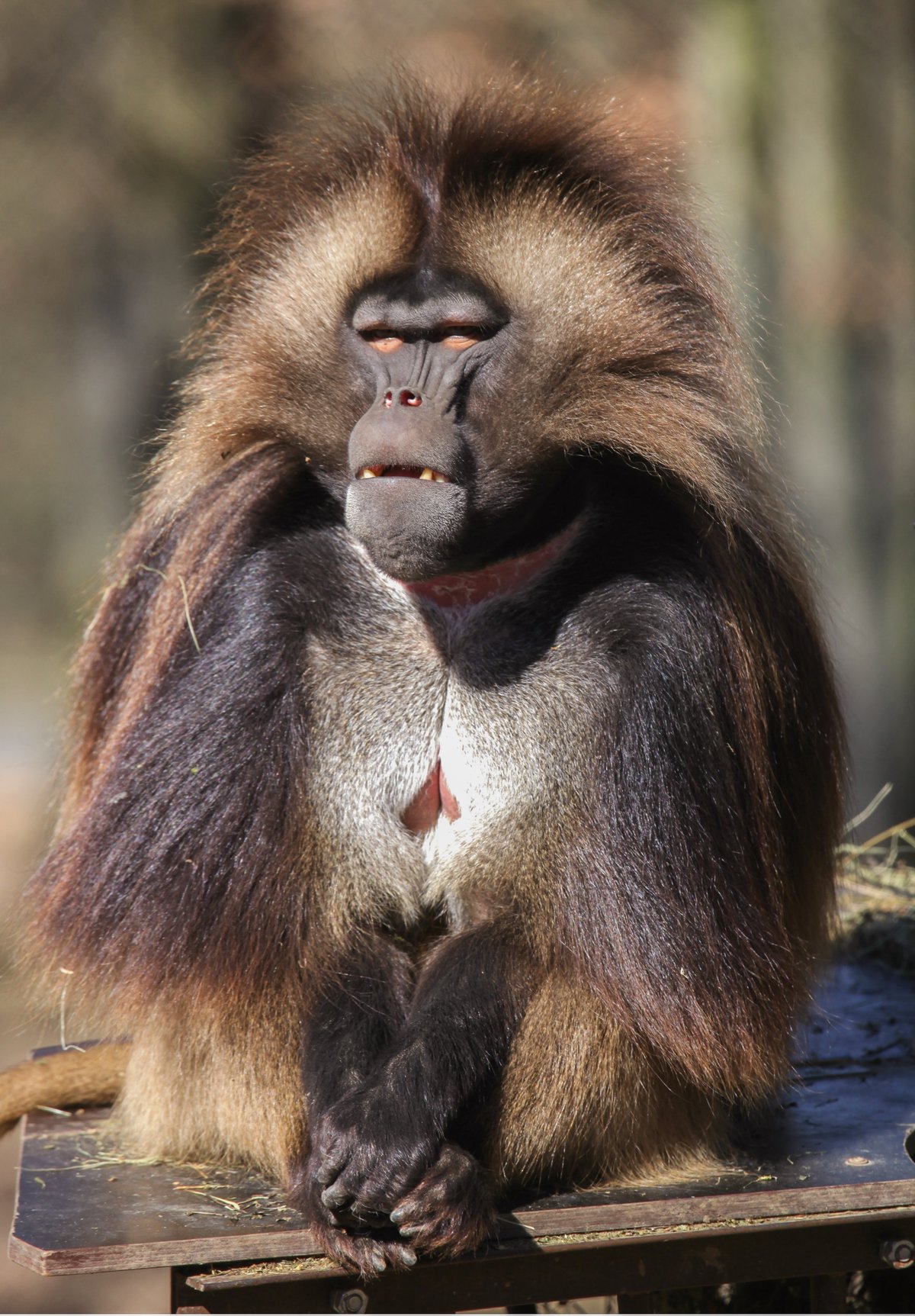 Jedním z nejvýraznějších druhů, které v zoo přivítáme, budou dželady hnědé 
