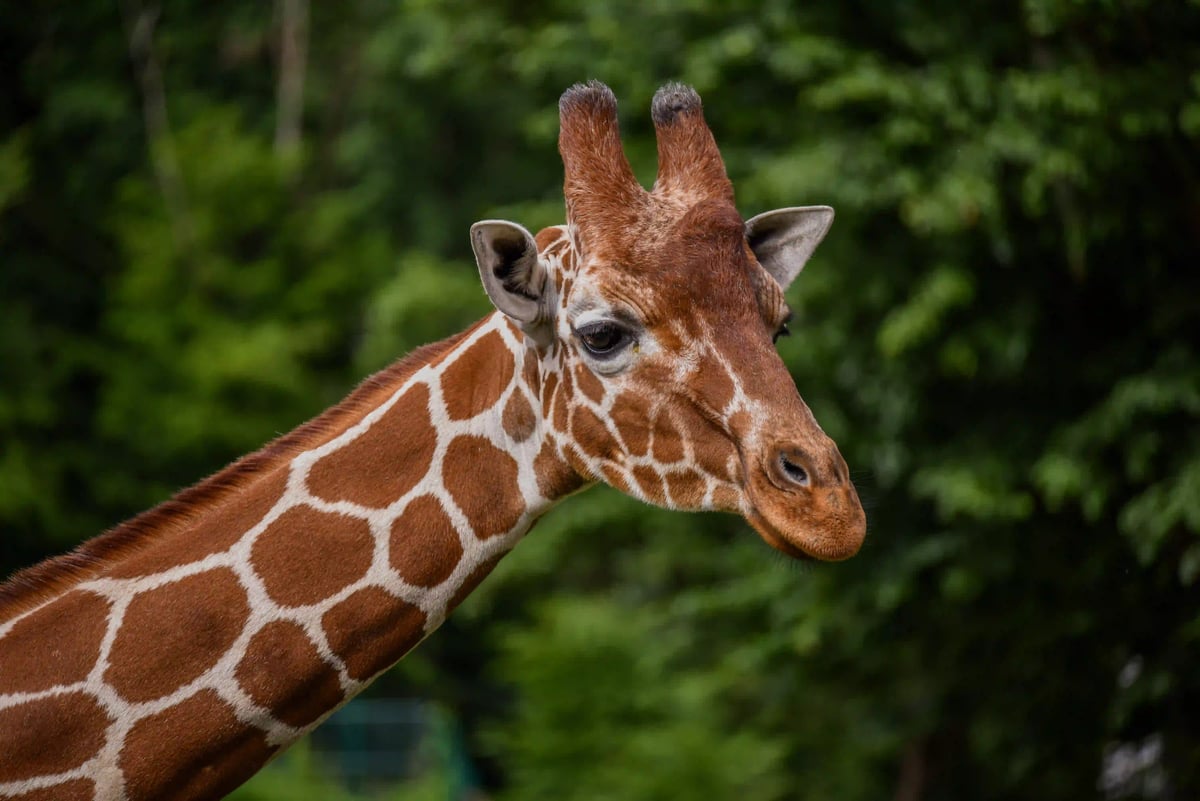 Ve velkém africkém výběhu Zoo Brno nyní společně žijí antilopy losí, zebry Chapmanovy, buvolci běločelí i elegantní trio žiraf síťovaných