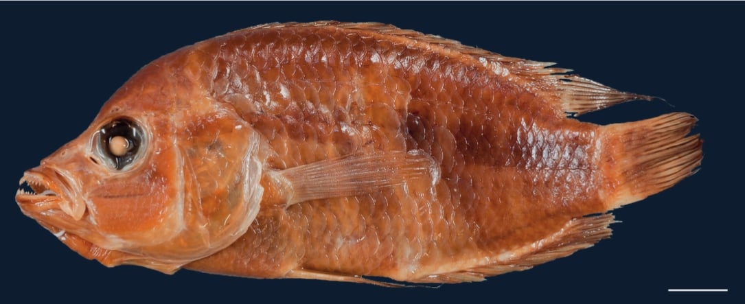 Vzorky objevené a popsané Emanuelem Von Friedrichsthalem