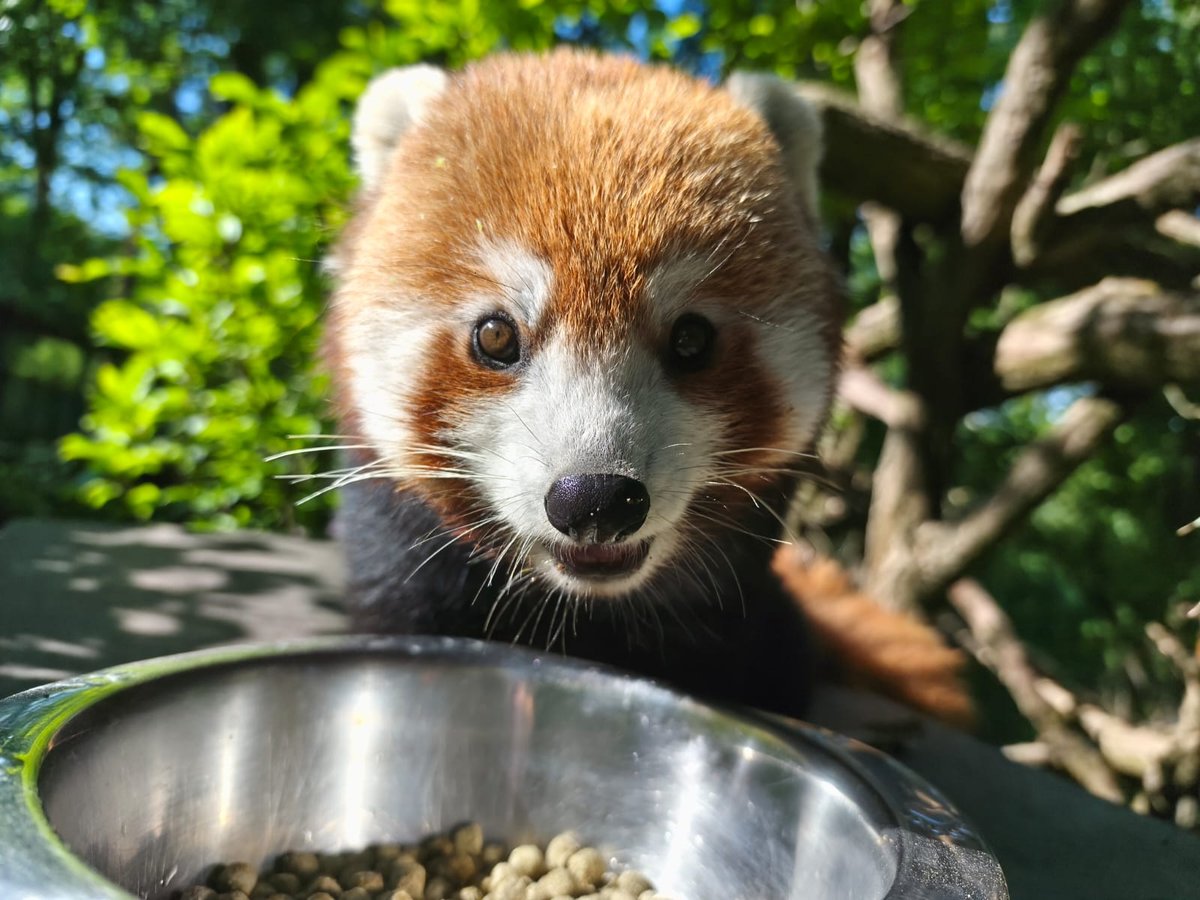 Novou posilou v Zoo Brno je také samice pandy červené