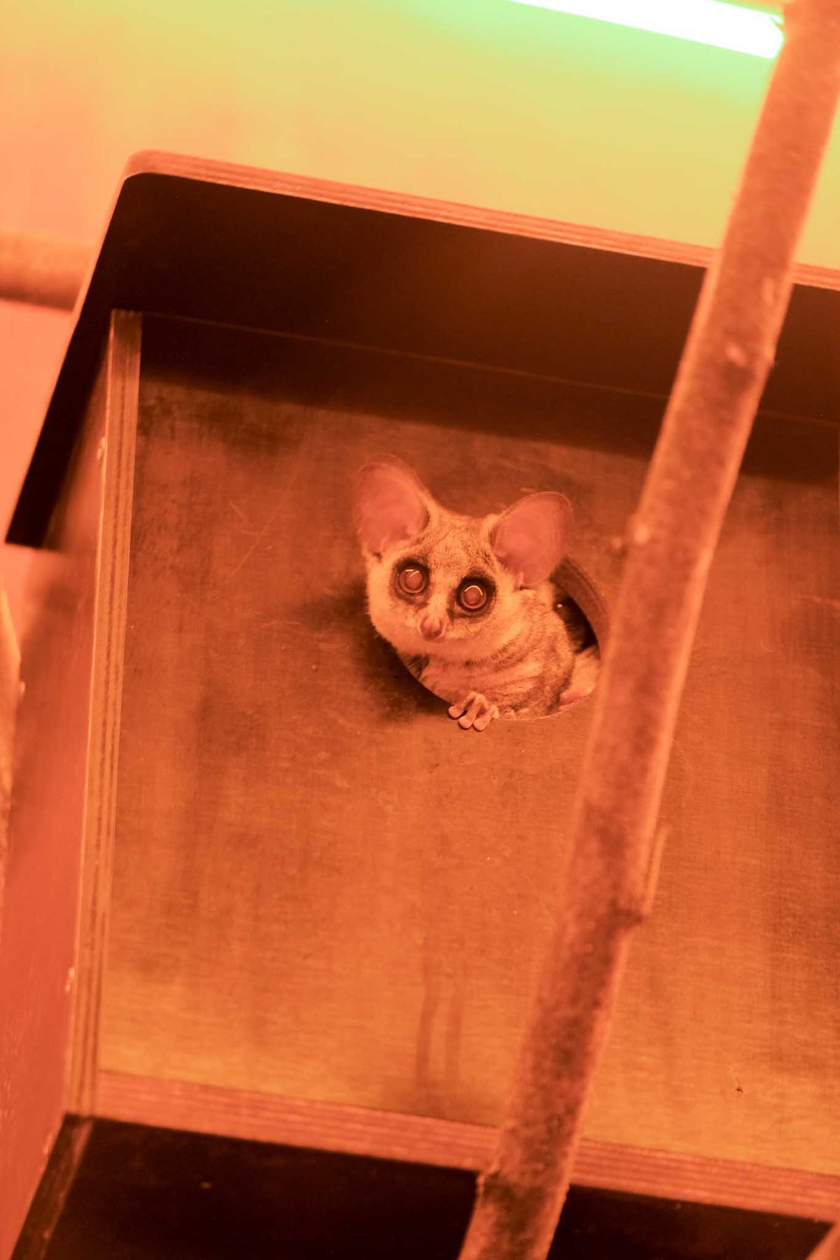 V nočním Limpopu mohou návštěvníci nahlédnout do života komb.